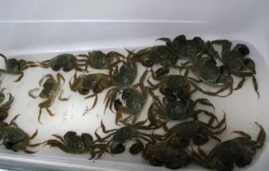 高淳蟹农教你妙招挑螃蟹和保存