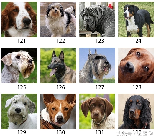 美国akc狗品种,akc品种的标准狗狗都有哪些