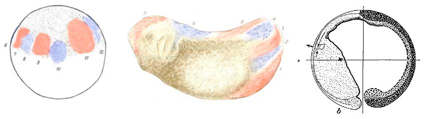 饶毅华大基因,饶毅和饶兵