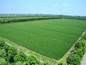 农业下半年投资方法,农业趋势投资机会