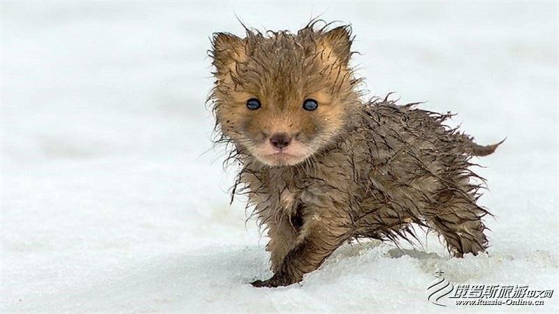 采矿工程师视频,采矿工程师拍摄的狐狸