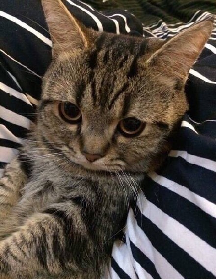 一只长眉毛的猫咪,一只八字眉的猫