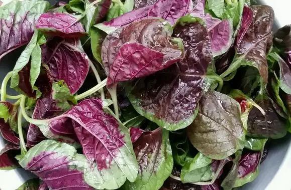 只有春天才有的如皋美食,春天一定不要错过美食