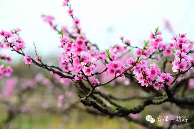 2022成都周边赏花,成都周边游赏花最佳景点