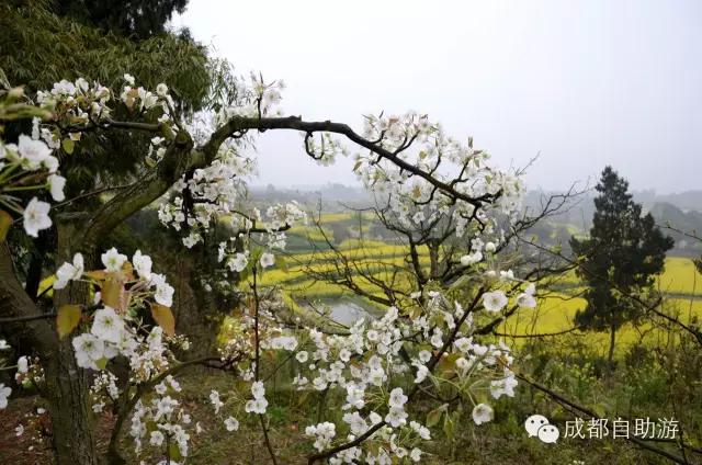 2022成都周边赏花,成都周边游赏花最佳景点