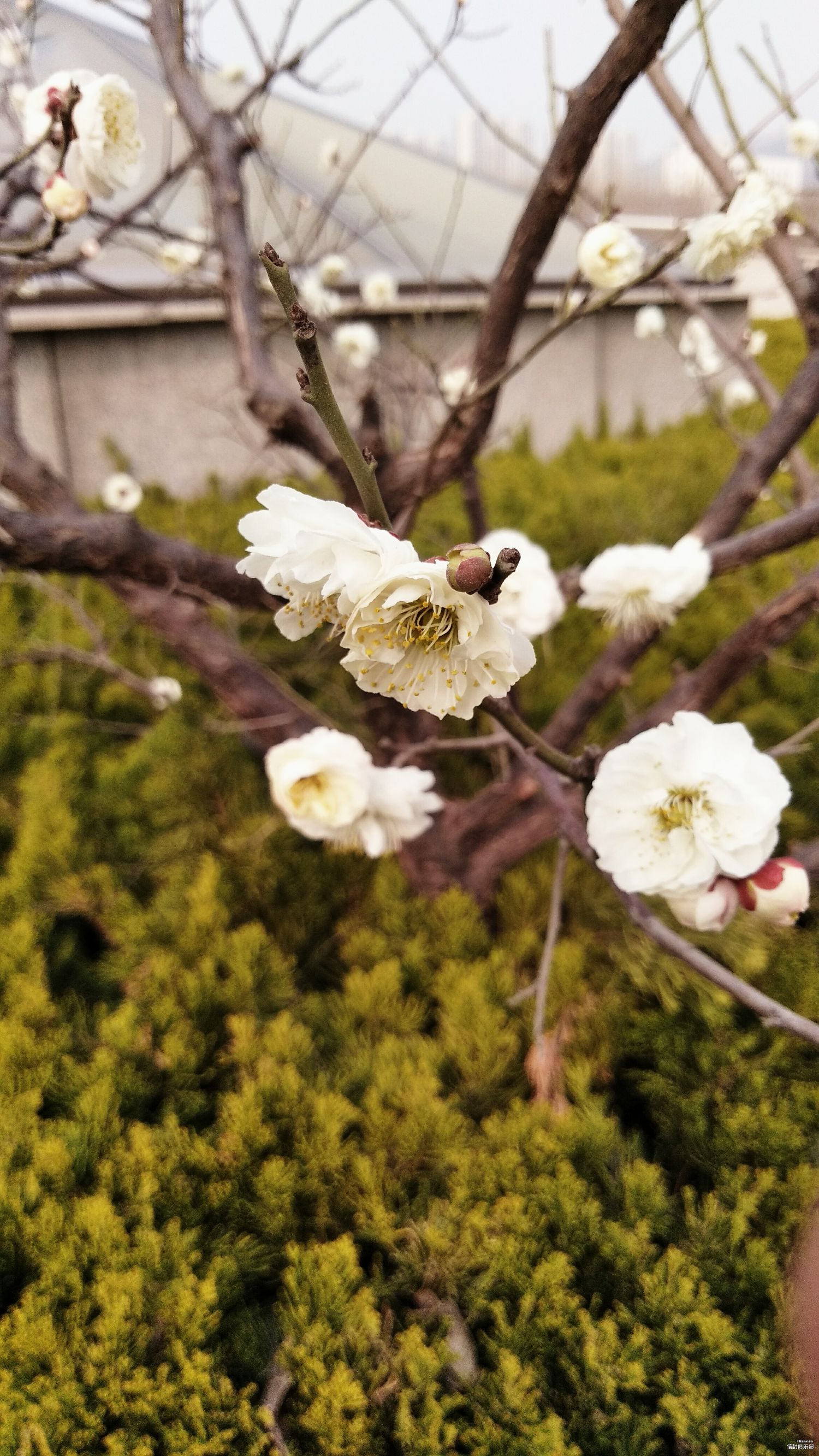 海信a1手机好吗,海信a1手机优缺点