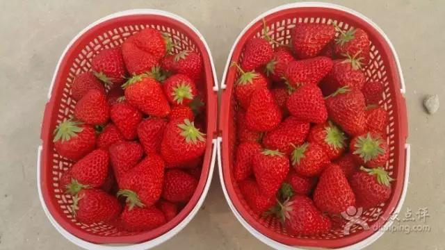 又到草莓时节,天津采摘草莓好又便宜的地方