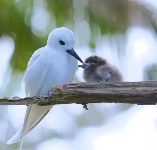 澳大利亚豪勋爵岛介绍,澳洲最美岛屿