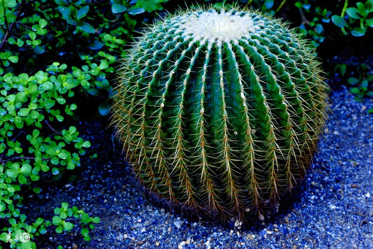 仙人球真的可以防电脑辐射吗,仙人球可以防辐射防甲醛吗