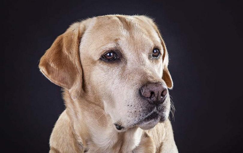 拉布拉多犬百科知识科普,了解拉布拉多犬的基本信息