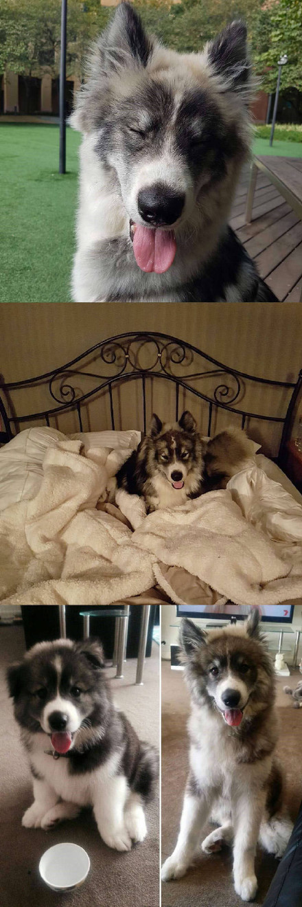 哈士奇、萨摩耶和阿拉斯加三合一，这混血无敌了！