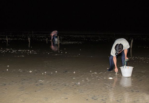 沙蟹洞抓沙蟹技巧,角眼沙蟹中华沙蟹