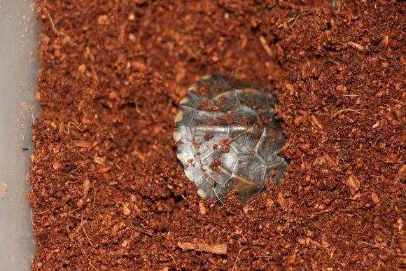 龟类冬眠方法技巧全面指南,各种龟类的冬眠方法