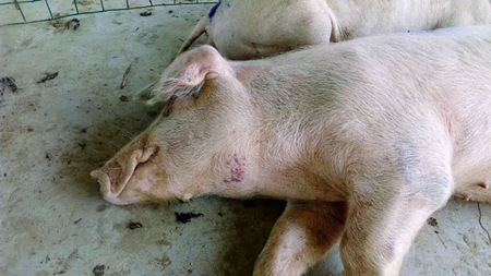 猪流鼻血死亡是什么原因,育肥猪死后流鼻血是什么病