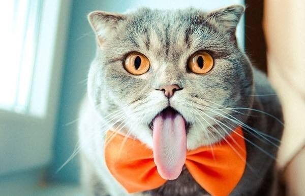 猫咪喝药呛到气管里总咳嗽,猫咪像是呛到了一样咳嗽