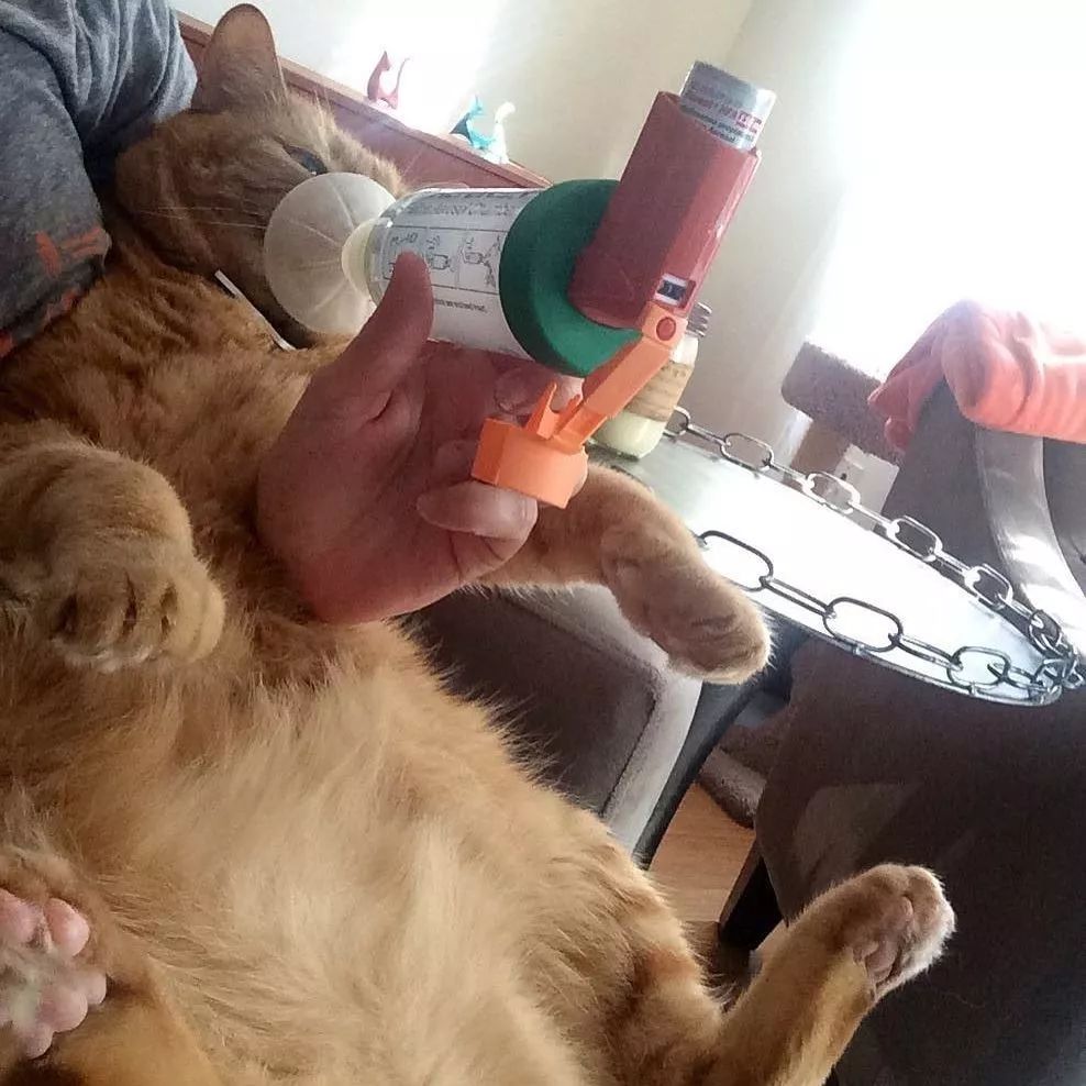 猫咪喝药呛到气管里总咳嗽,猫咪像是呛到了一样咳嗽
