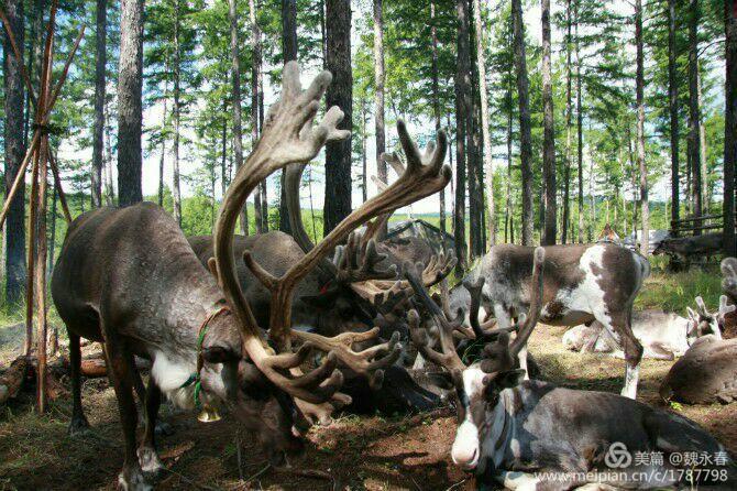 旅游、度假、休闲娱乐为一体的内蒙古根河市敖鲁古雅旅游度假村