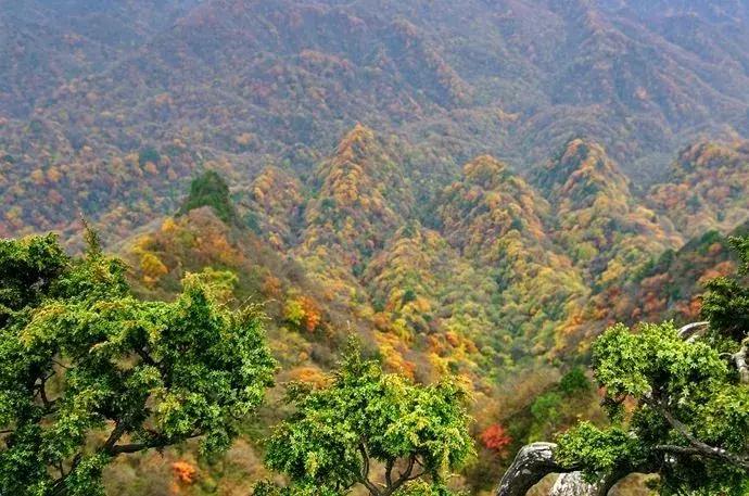 成都乐山红叶彩林,四川红叶彩林旅游节