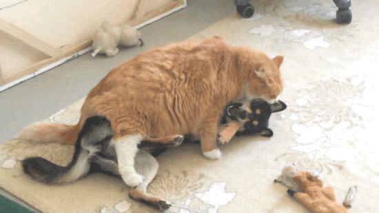 原来对橘猫有这么多误解！看完竟然没有后悔···