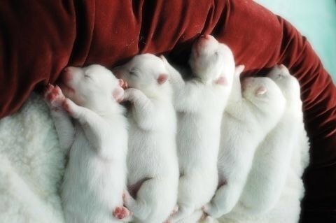 狗狗怎么看出主人怀孕,狗狗判断主人怀孕