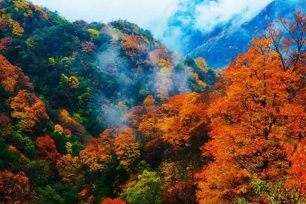 成都乐山红叶彩林,四川红叶彩林旅游节