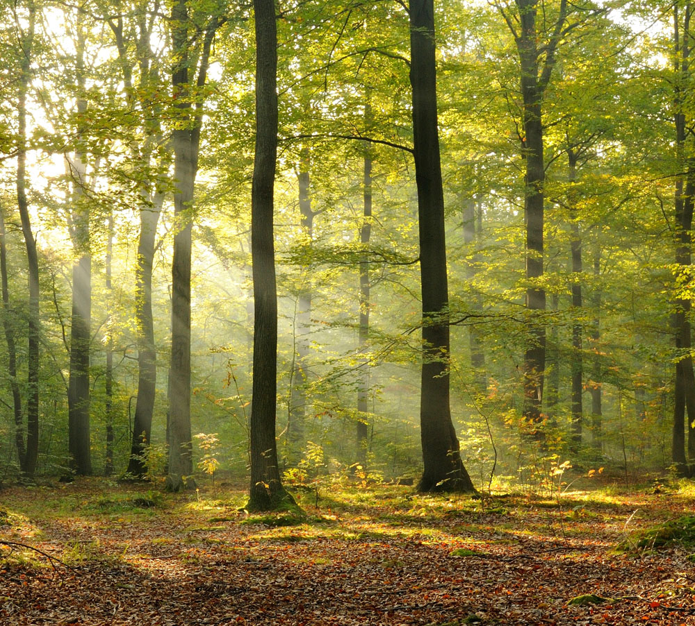 农村土地改革未来前景,城镇化农民何去何从