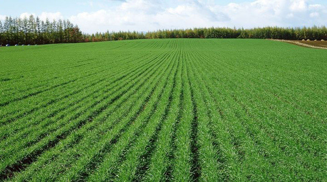 农村土地改革未来前景,城镇化农民何去何从