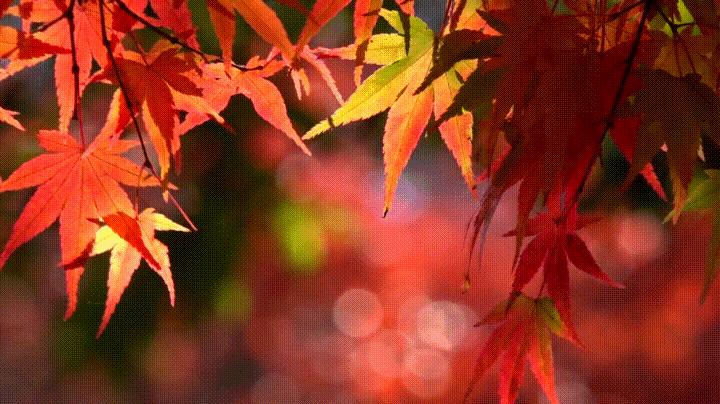 原汁原味的烤猪蹄,用一餐热腾腾的美食迎接冬至