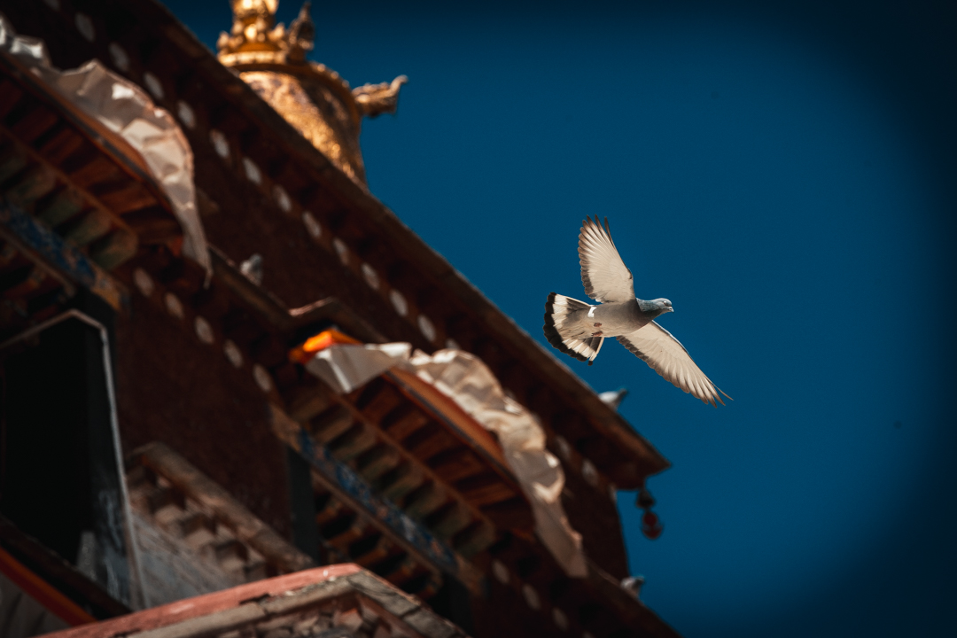 *藏西**的山石上,抱琴不愿归