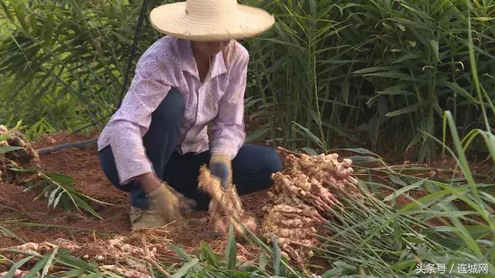 龙岩连城姑田：生姜喜获丰收特色种植助农户增收