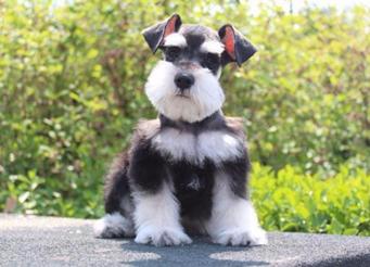 宠物狗体臭怎么除,宠物不能勤洗澡但臭怎么办