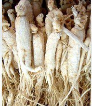 人参怎么挑选野山参,如何选择人参最好