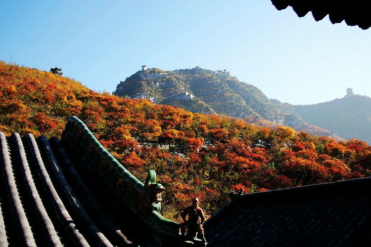 秋韵流过的晋城红