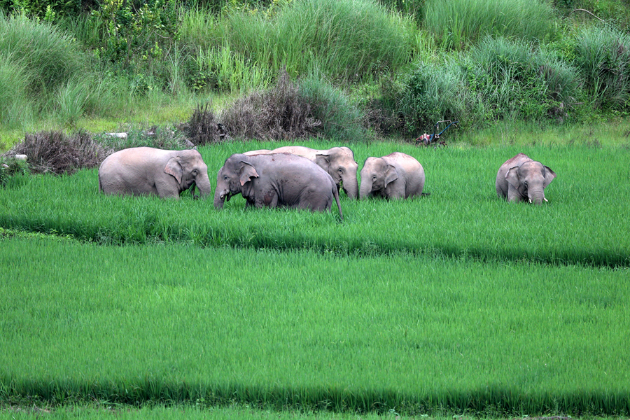 猫屎咖啡和象屎咖啡,猫屎咖啡贵么