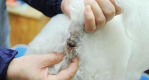 家里的狗狗有没有寄生虫,猫咪太小不能洗澡身上臭怎么办