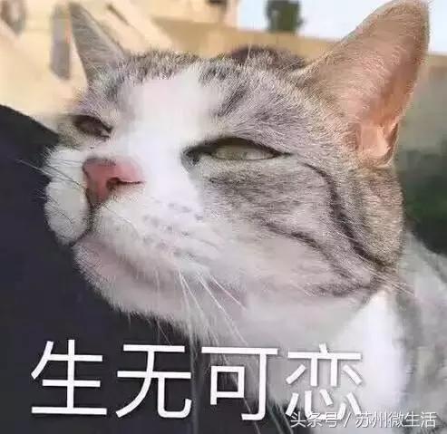 IPhone8“十连裂”！苏州人越来越偏爱华为、小米、锤子……