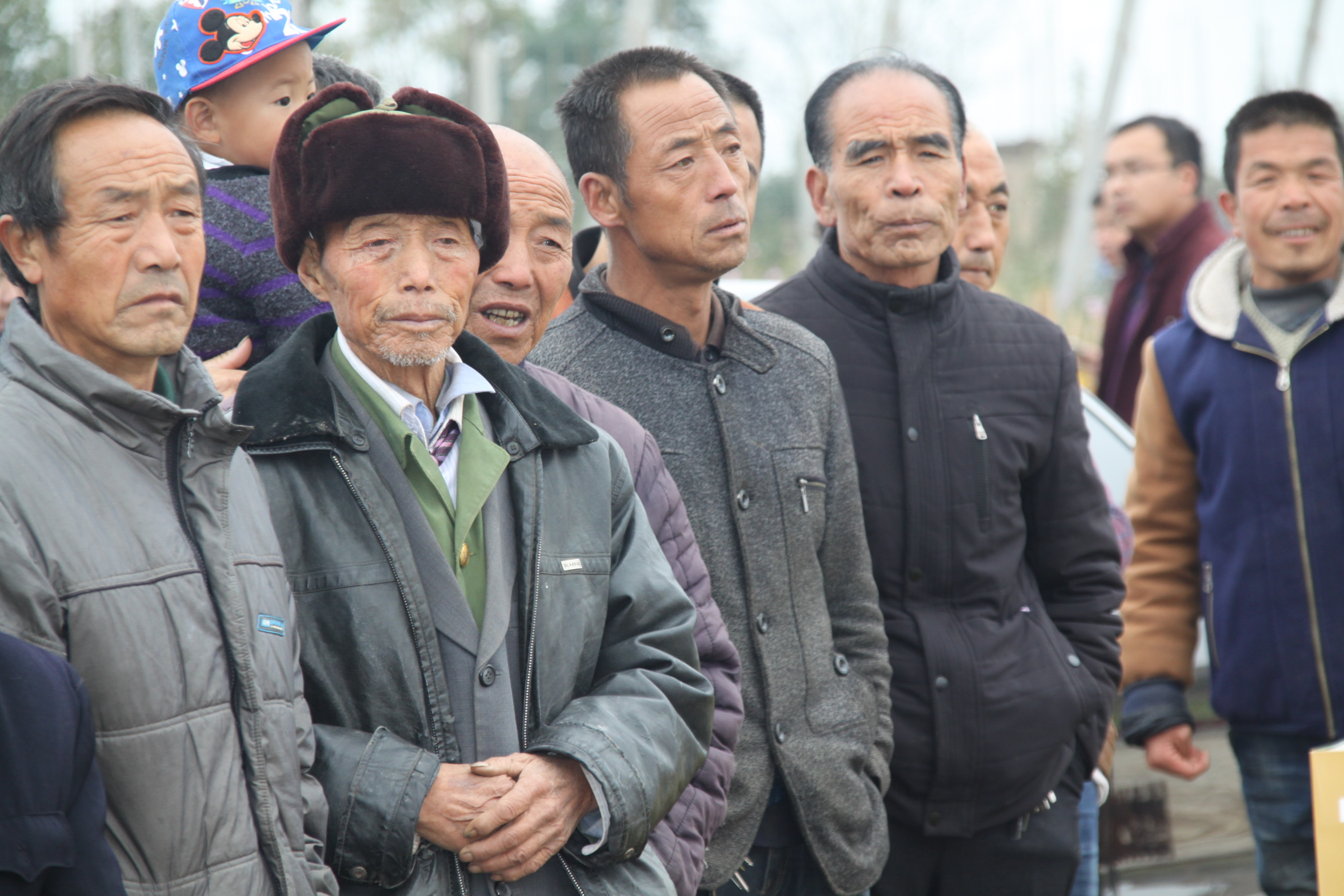 最新的洛川苹果,新的洛川苹果