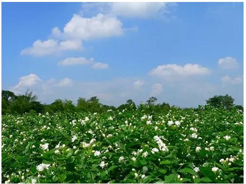 横县最美的茉莉小镇,中国茉莉之乡标志
