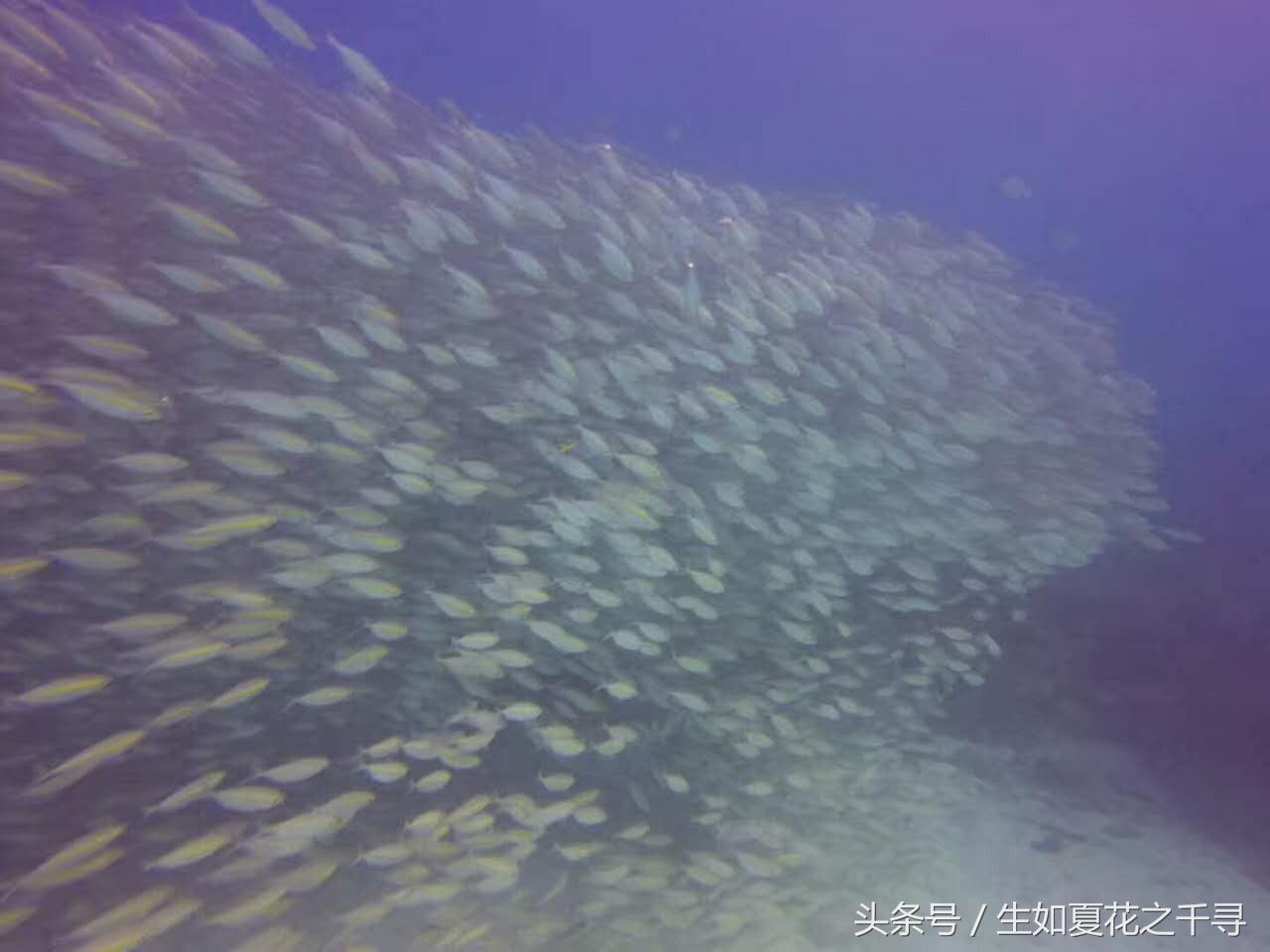 去兰卡威逗小鲨鱼，登嘉楼热浪岛浪一浪