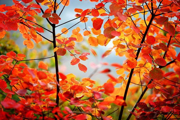 秋韵流过的晋城红