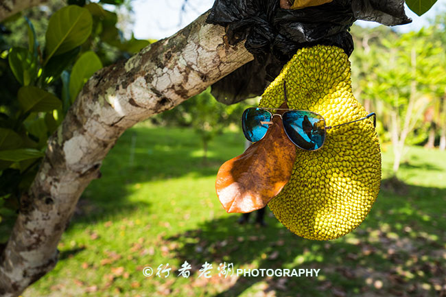 兰卡威汽车轮渡到兰卡威什么地方,兰卡威环岛攻略