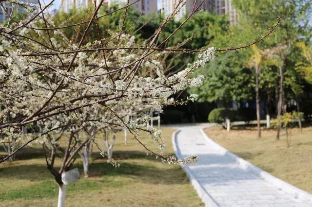 柳州市第十二中学静兰校区,柳州第十二中学文昌校区