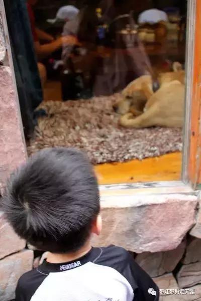 开着房车去遛娃,开着房车带狗狗出去玩