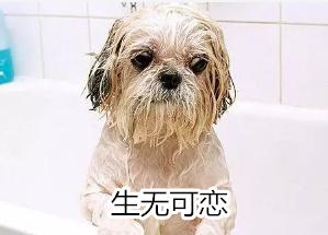 宠物狗体臭怎么除,宠物不能勤洗澡但臭怎么办