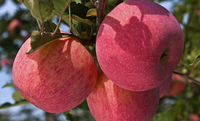 苹果是什么季节成熟最好吃,苹果最好的产地及品种