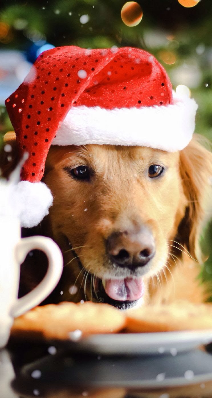 唯美1080×1920P高清壁纸锁屏画面待机背景图！请在wifi环境查看