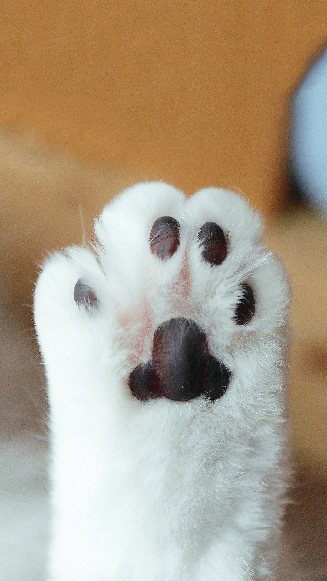 唯美1080×1920P高清壁纸锁屏画面待机背景图！请在wifi环境查看