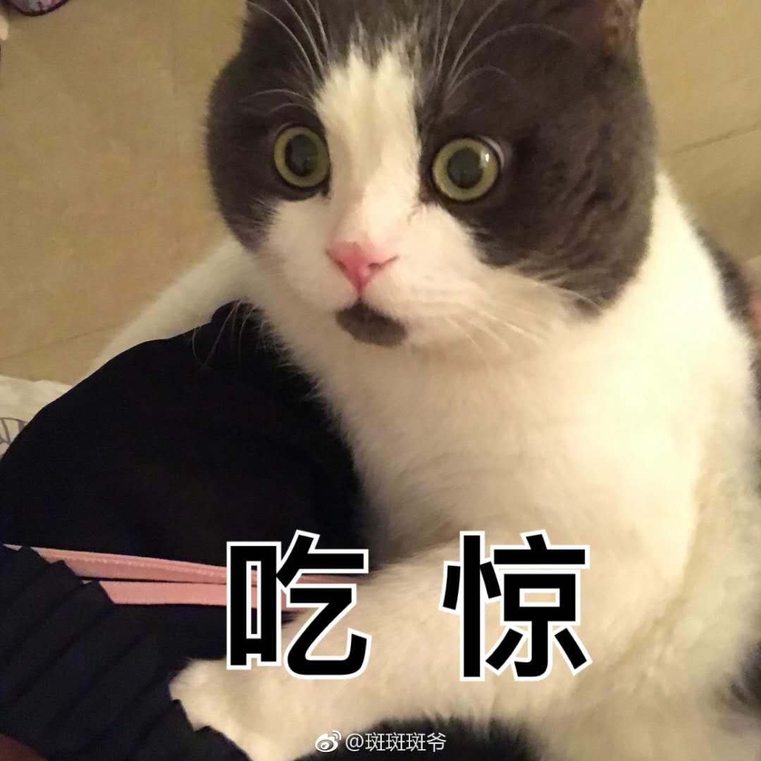 最近很火的猫咪表情包的猫叫什么,最近很火的猫表情包是什么品种的