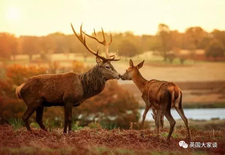 华人伦敦遭鹿攻击酿惨剧，事发地里士满公园警告：务必离鹿50米！