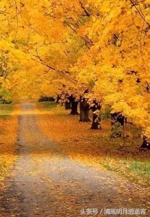 绝美秋天古诗词句子大全,关于秋天的美文和古诗词